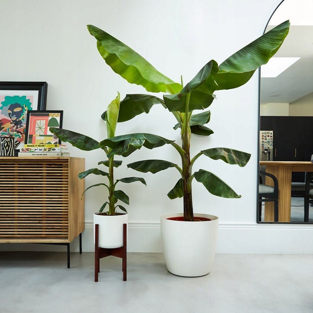 Банан Musa Tropicana – едролистно тропическо стайно растение, 60–70 см