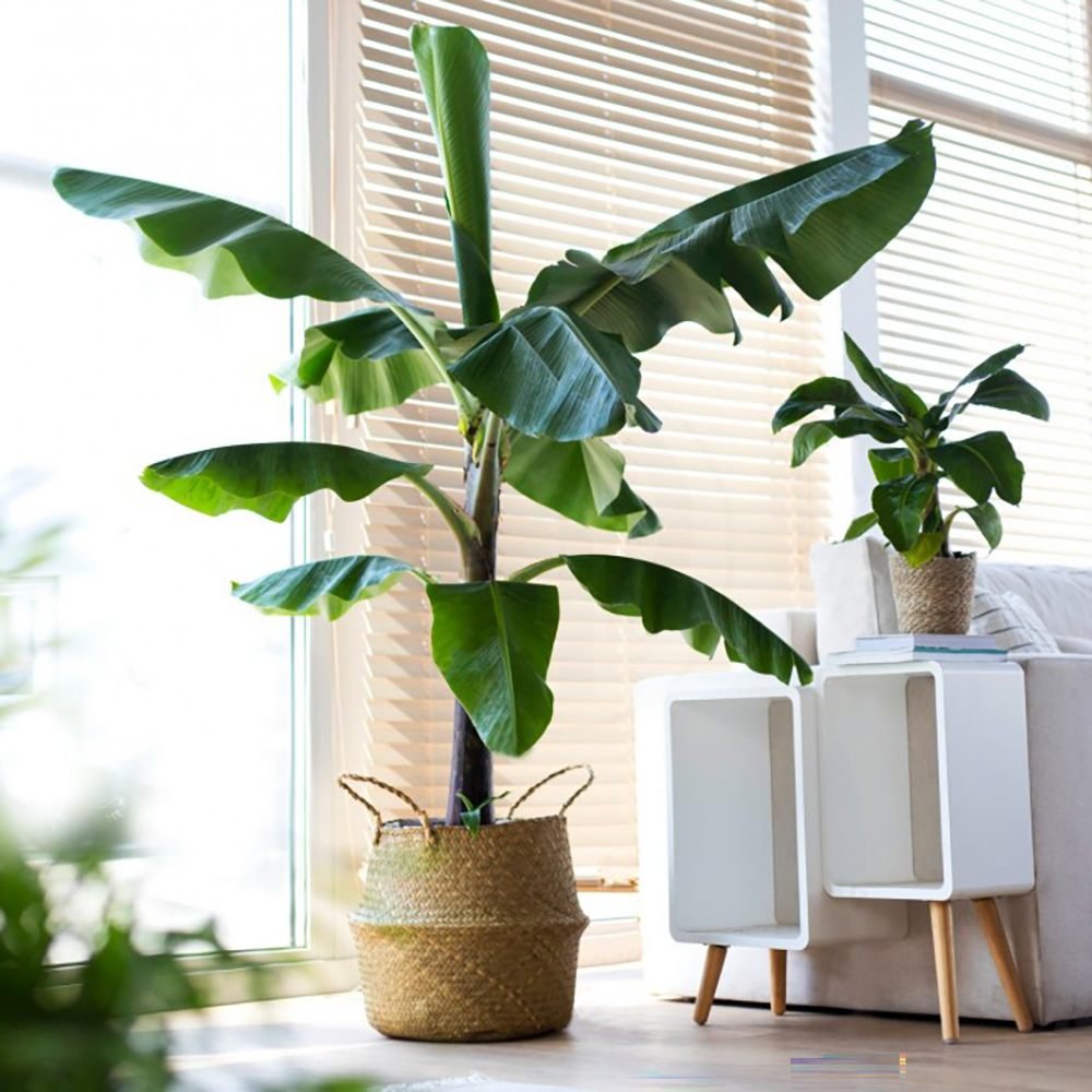 Банан Musa Tropicana – едролистно тропическо стайно растение, 60–70 см