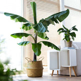 Банан Musa Tropicana – едролистно тропическо стайно растение, 60–70 см