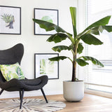 Bananier (Musa Tropicana) - 80 cm