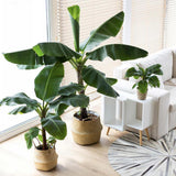 Банан Musa Tropicana – едролистно тропическо стайно растение, 60–70 см