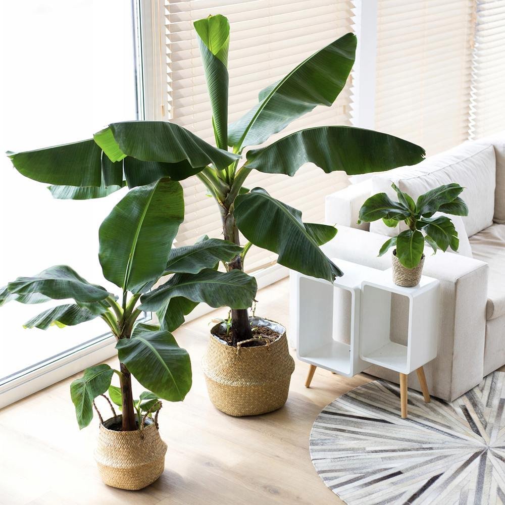 Bananier (Musa Tropicana) - 80 cm