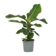 Black Friday - Reduceri Bananier (Musa Tropicana) - 80 cm Promotie