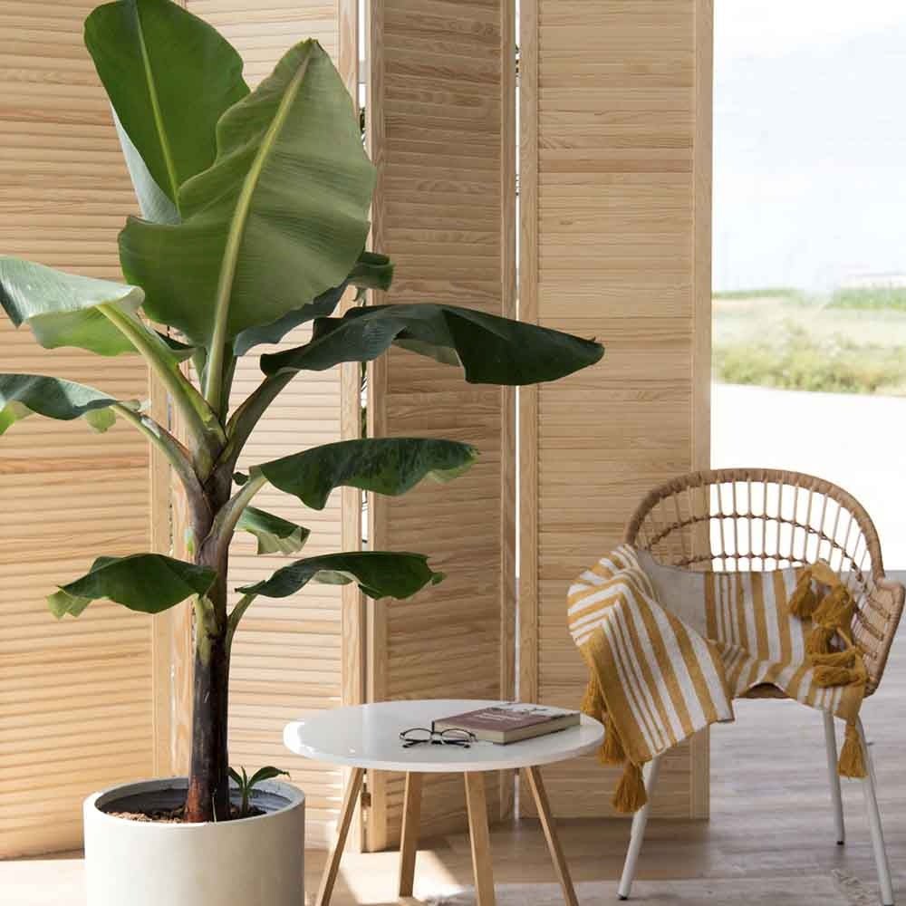 Банан Musa Tropicana – едролистно тропическо стайно растение, 60–70 см