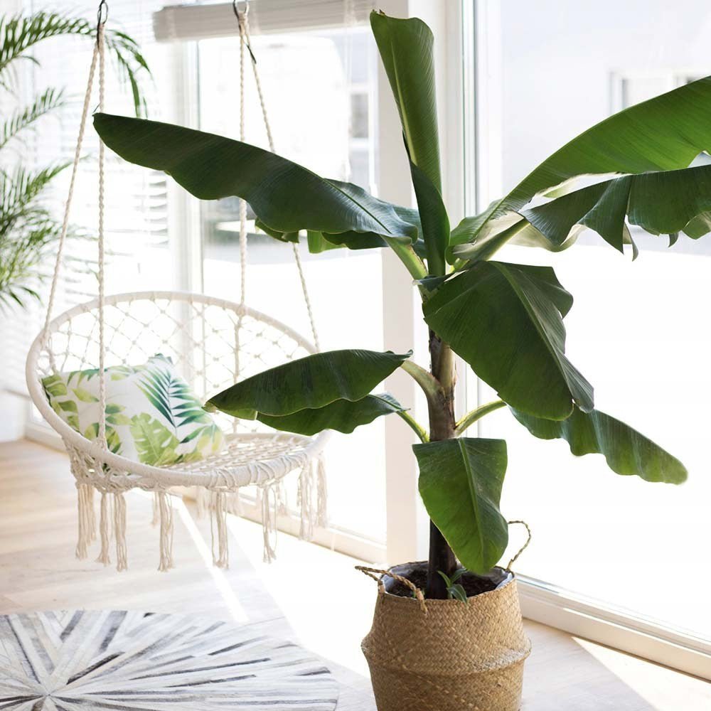Банан Musa Tropicana – едролистно тропическо стайно растение, 60–70 см