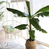 Банан Musa Tropicana – едролистно тропическо стайно растение, 60–70 см