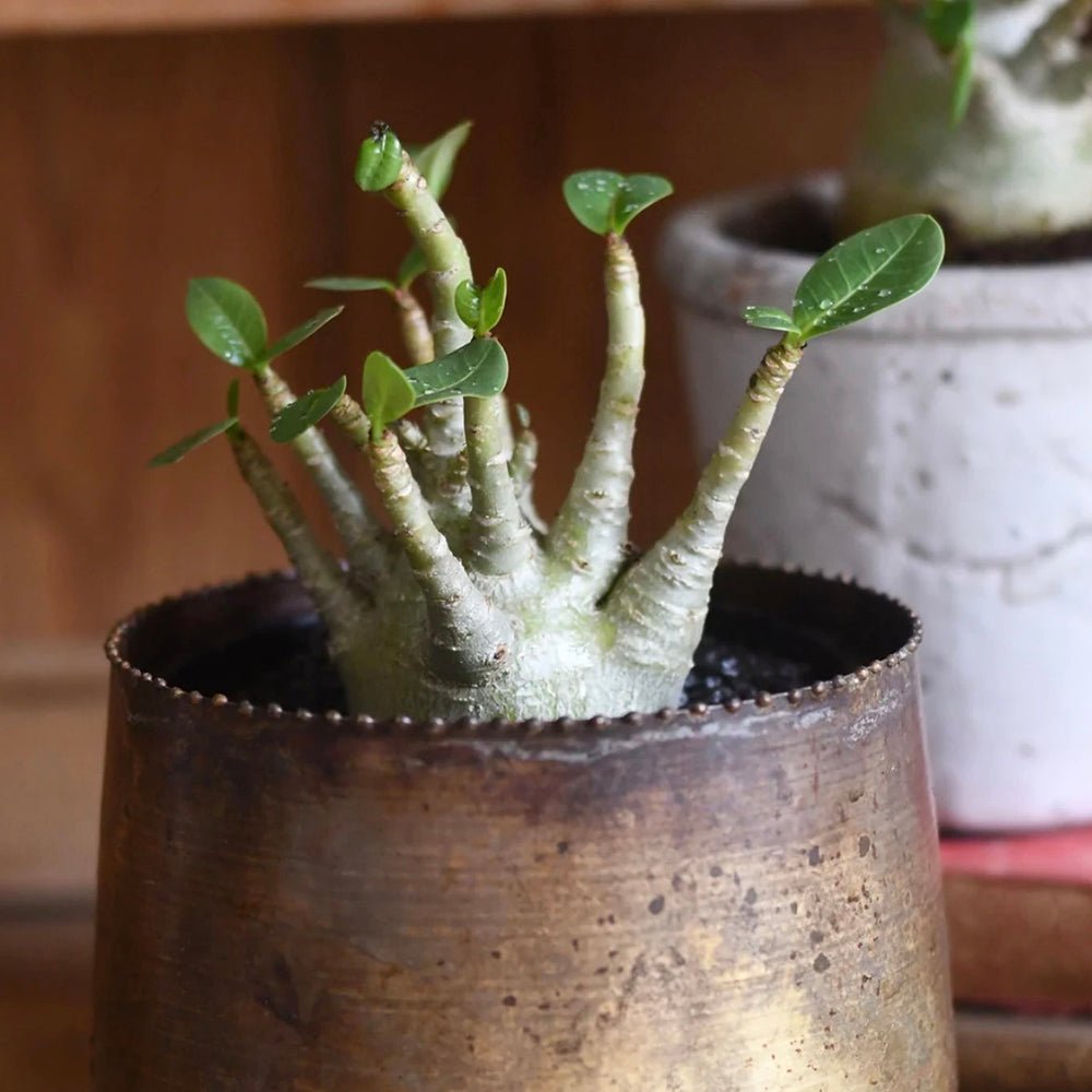 Бонсай баобаб от пустинна роза (Adenium Ansu Baobab)