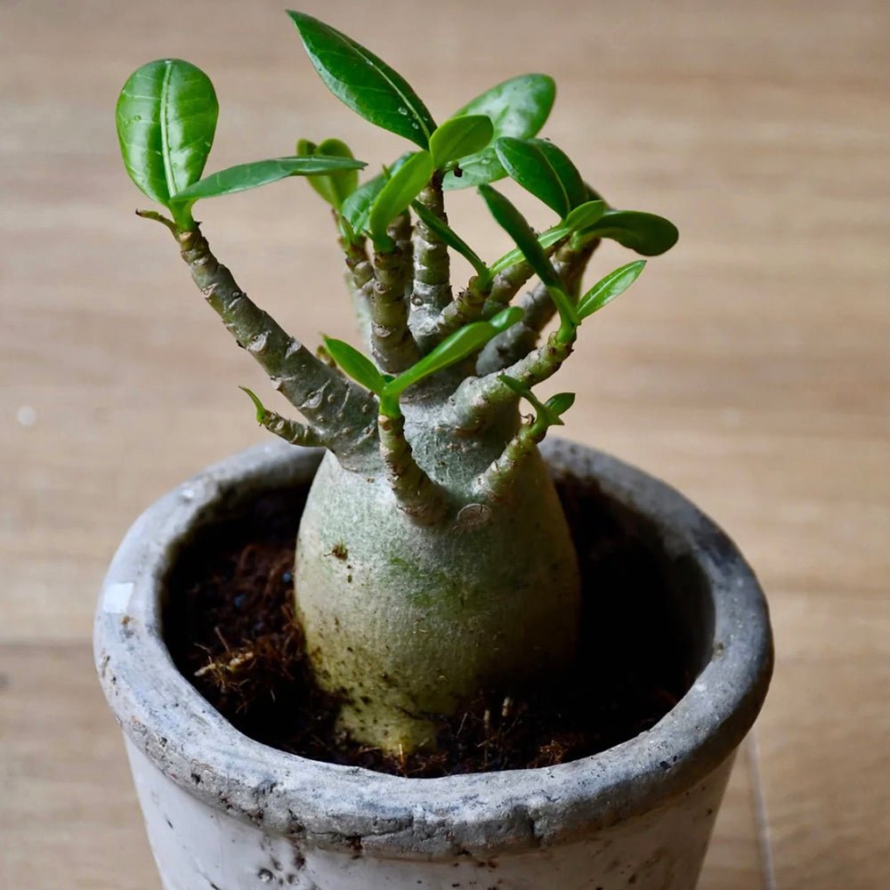 Бонсай баобаб от пустинна роза (Adenium Ansu Baobab)