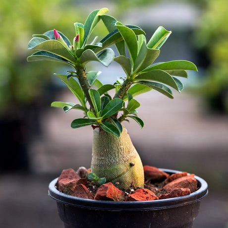 Бонсай баобаб от пустинна роза (Adenium Ansu Baobab)