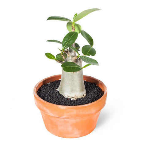 Бонсай баобаб от пустинна роза (Adenium Ansu Baobab)