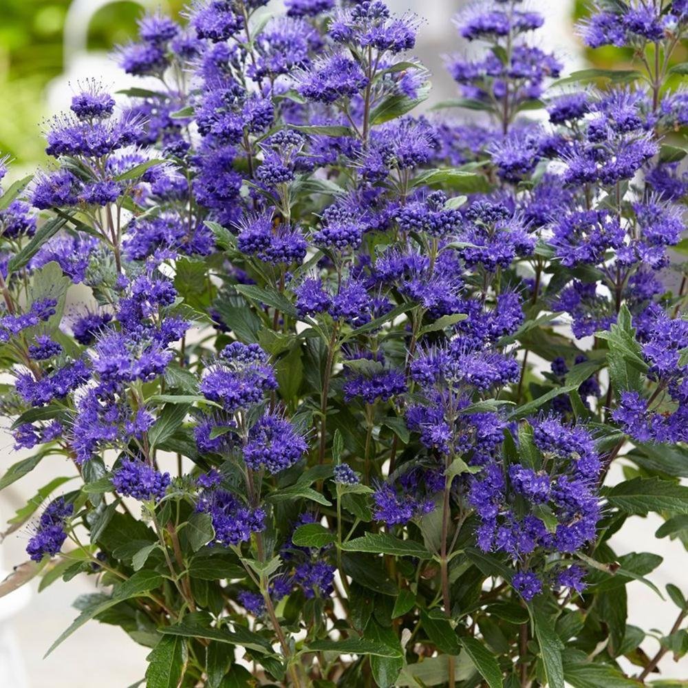 Barba Albastra (Caryopteris) Heavenly Blue