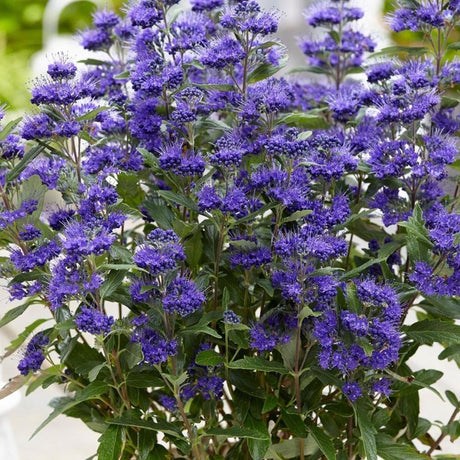 Barba Albastra (Caryopteris) Heavenly Blue