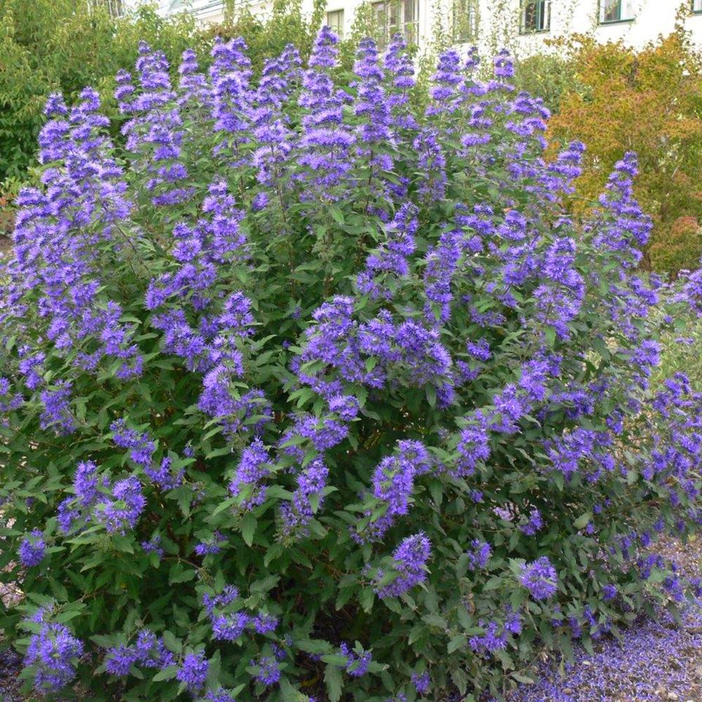 Barba Albastra (Caryopteris) Heavenly Blue