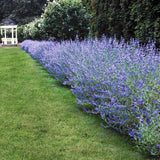 Barba Albastra (Caryopteris) Heavenly Blue