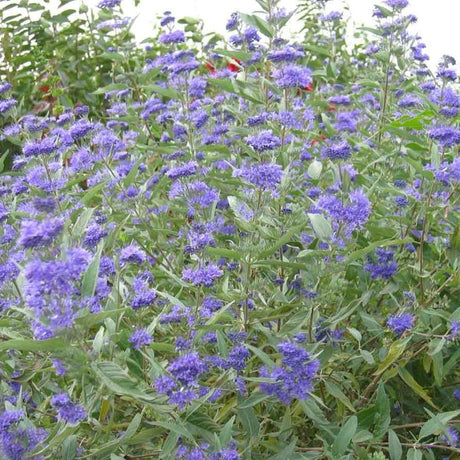 Barba Albastra (Caryopteris) Sterling Silver