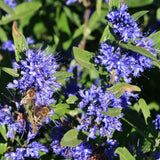 Barba Albastra (Caryopteris) Sterling Silver