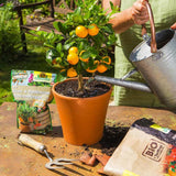 Batoane de Ingrasamant Azet pentru Plante Citrice si Mediteraneene, 40 buc, cu Efect Imediat si de Lunga Durata, Neudorff