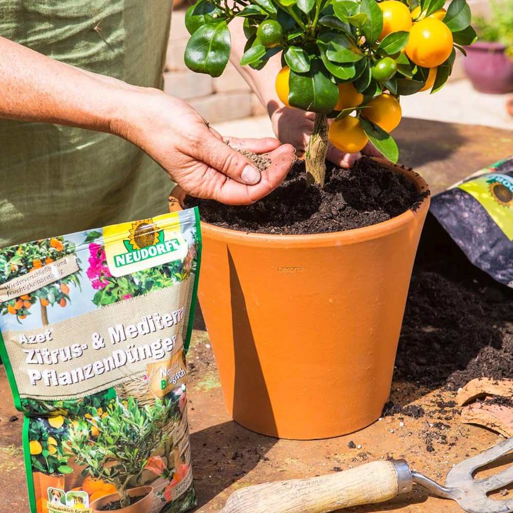 Batoane de Ingrasamant Azet pentru Plante Citrice si Mediteraneene, 40 buc, cu Efect Imediat si de Lunga Durata, Neudorff