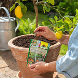 Batoane de Ingrasamant Azet pentru Plante Citrice si Mediteraneene, 40 buc, cu Efect Imediat si de Lunga Durata, Neudorff