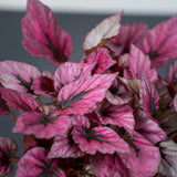 Begonia Indian Summer, cu frunze decorative violet-roz