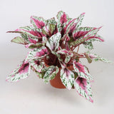 Begonia Maui Sunset, cu frunze decorative in verde, argintiu si roz