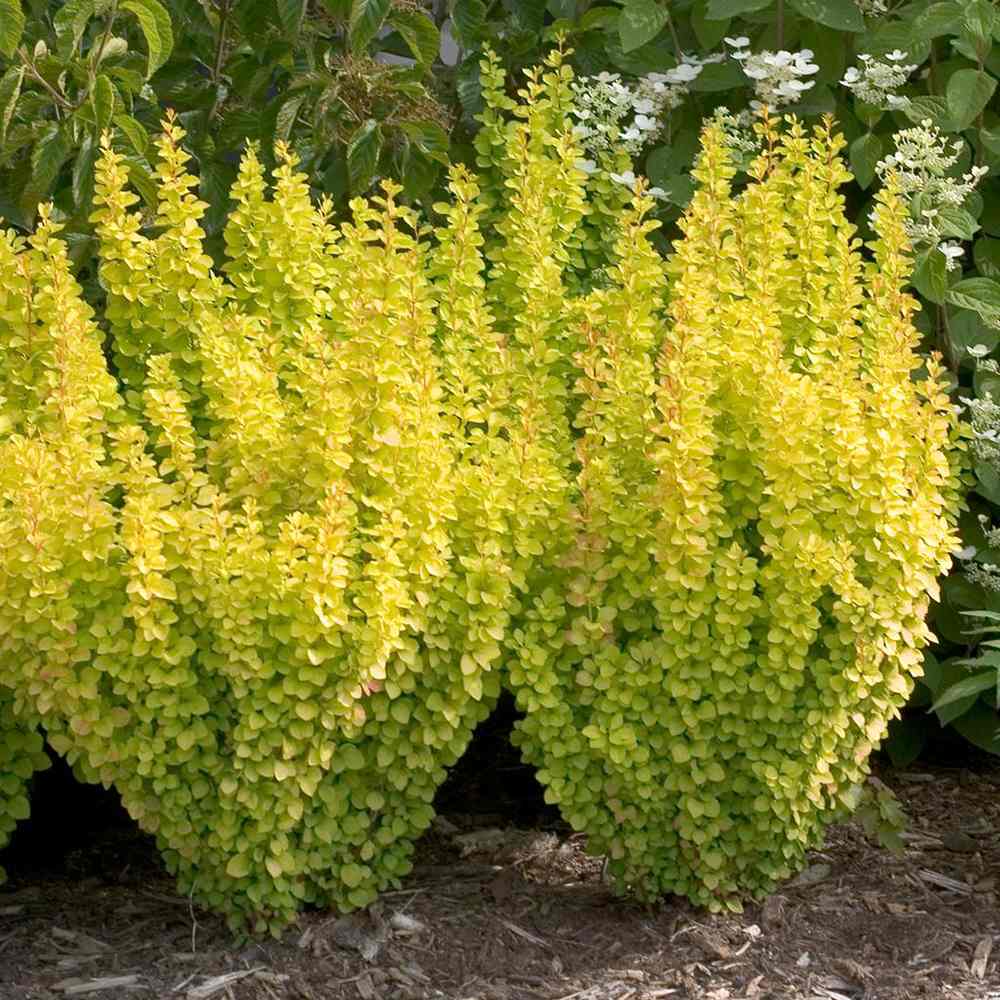 Dracila Berberis Japoneza Yellow Tower, cu frunzis auriu