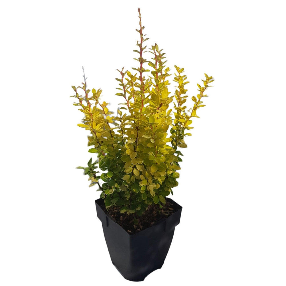 Dracila Berberis Japoneza Yellow Tower, cu frunzis auriu