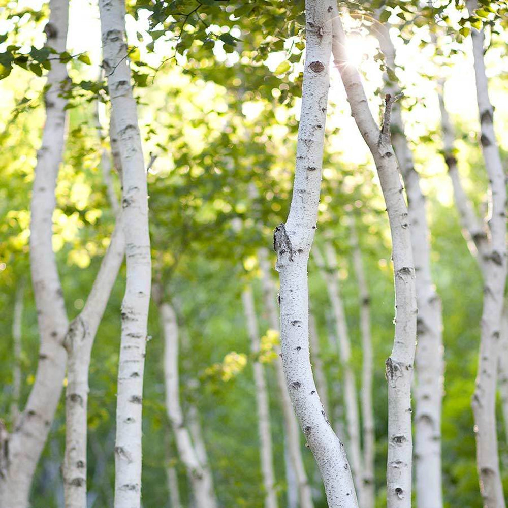 Сребристо-бяла бреза (Betula Pendula)