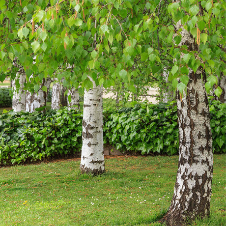 Сребристо-бяла бреза (Betula Pendula)