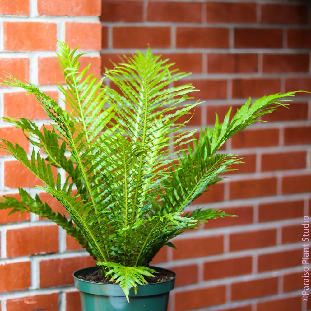 Feriga Silver Lady (Blechnum Gibbum)