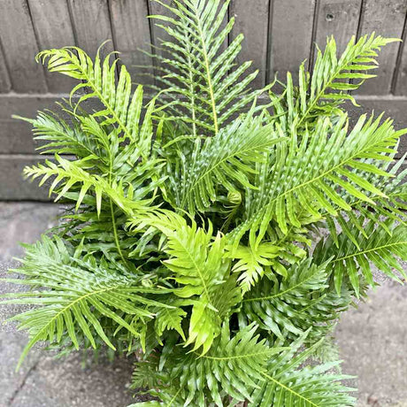 Feriga Silver Lady (Blechnum Gibbum)