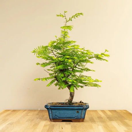 Aranjament Bonsai cu Metasequoia Auriu 50cm, bonsai sequoia cu frunze aurii, cadou perfect