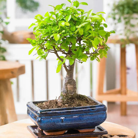 Aranjament Bonsai Ulm Japonez Zelkova 25cm, bonsai copac mini, frunzis zimtat, cadou perfect