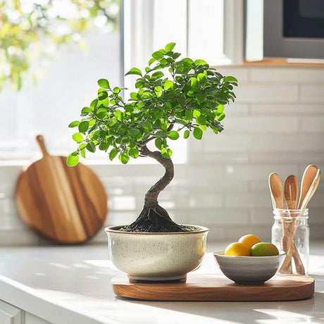 Aranjament Bonsai Ulm Japonez Zelkova 50cm, bonsai copac mini, frunzis zimtat, cadou perfect