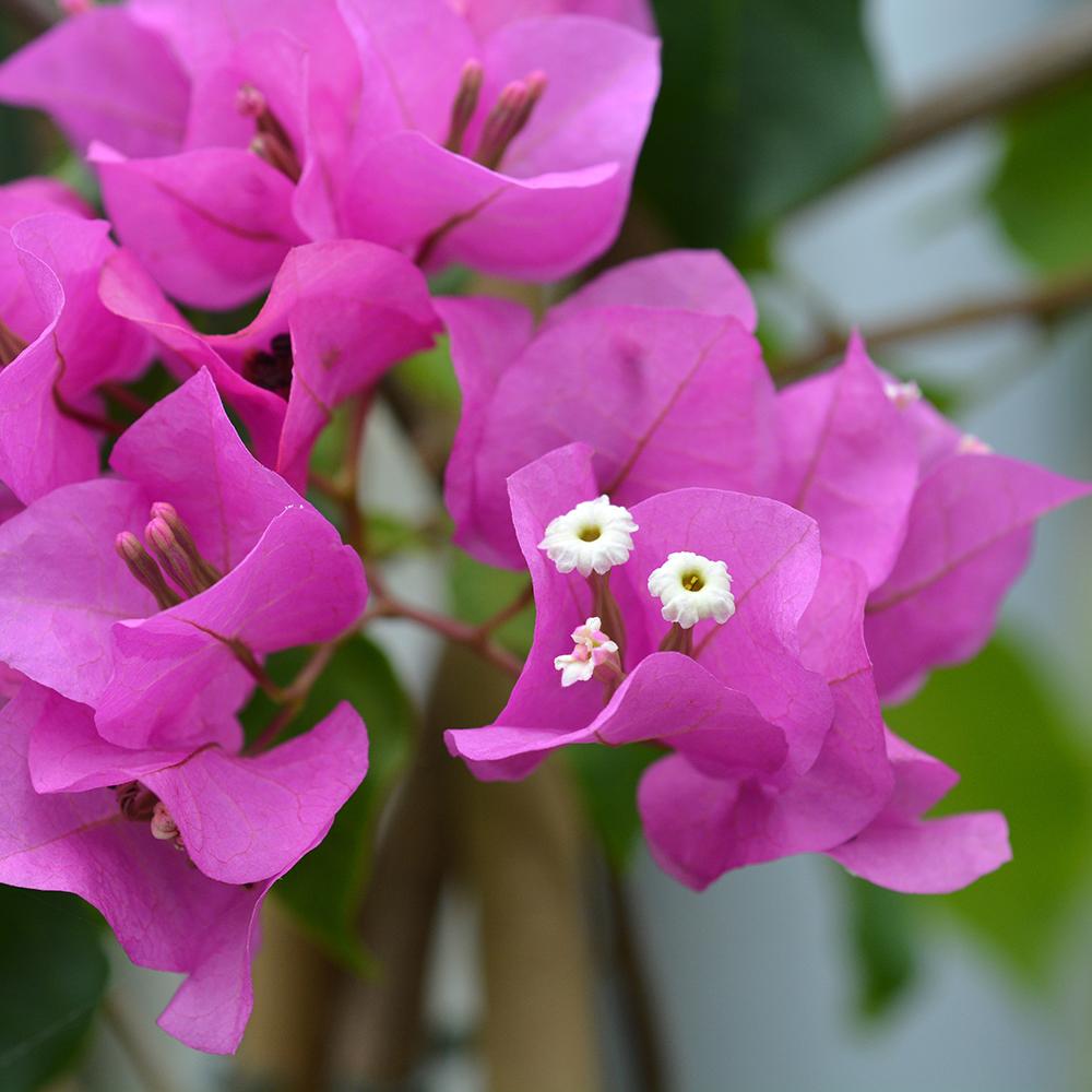 Floare de Hartie Bougainvillea Sanderiana