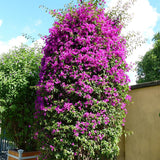 Floare de Hartie Bougainvillea Sanderiana