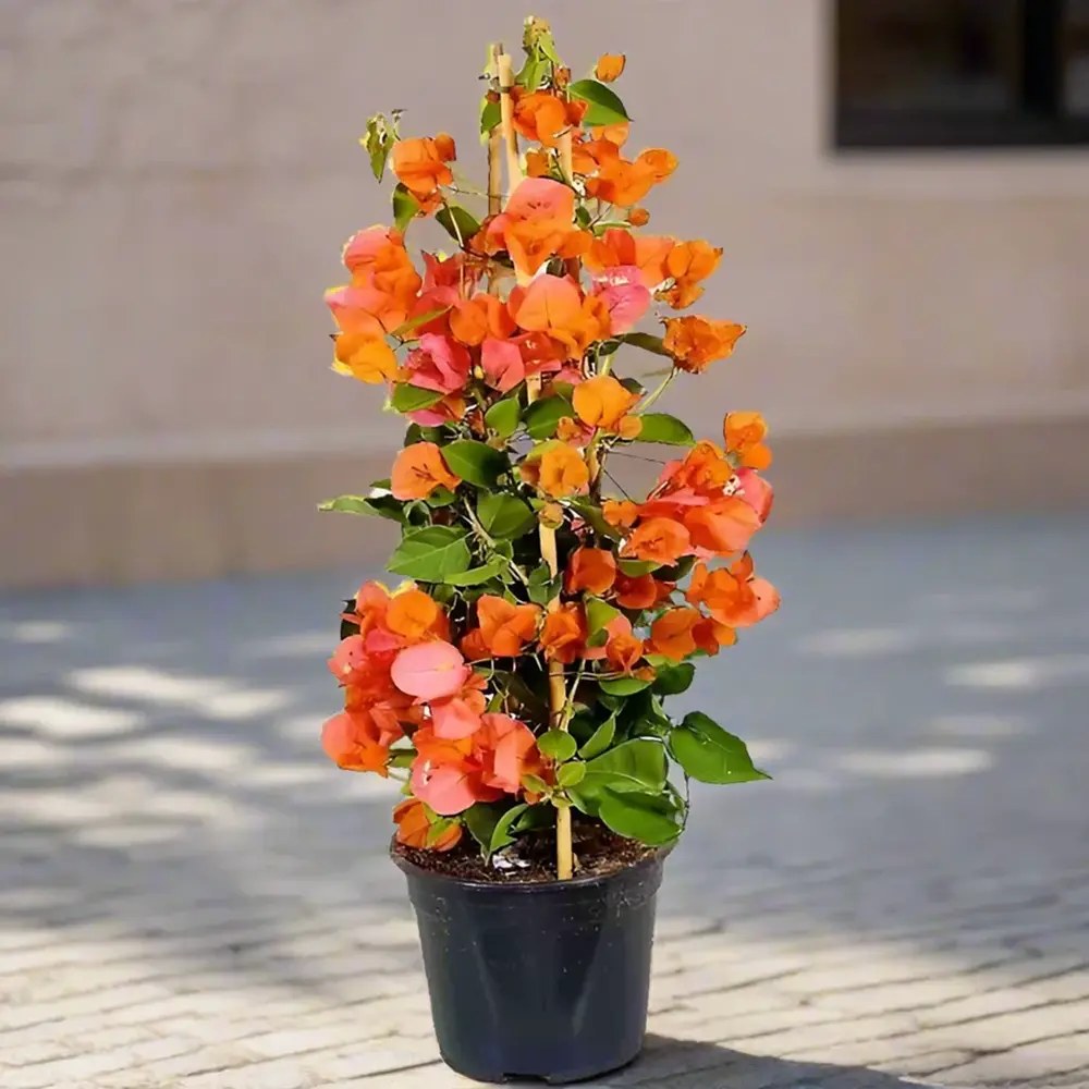 Floarea de Hartie Bougainvillea, cu flori portocalii, inflorire abundenta, planta curgatoare rapida pentru terase si ghivece mari