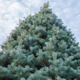 Brad Alb (Abies Concolor Blue Cloak)