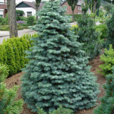 Brad Alb (Abies Concolor Blue Cloak)