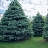 Brad Alb (Abies Concolor Blue Cloak)