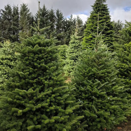 Корейска ела (Abies koreana), с пурпурносини шишарки, перфектна коледна елха