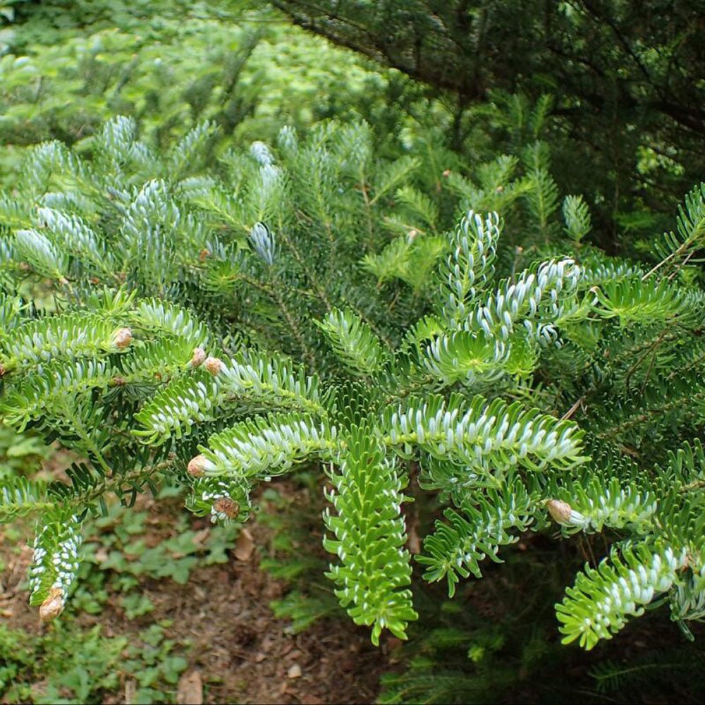 Корейска ела (Abies koreana), с пурпурносини шишарки, перфектна коледна елха