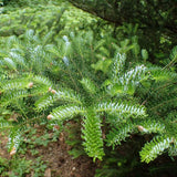Корейска ела (Abies koreana), с пурпурносини шишарки, перфектна коледна елха