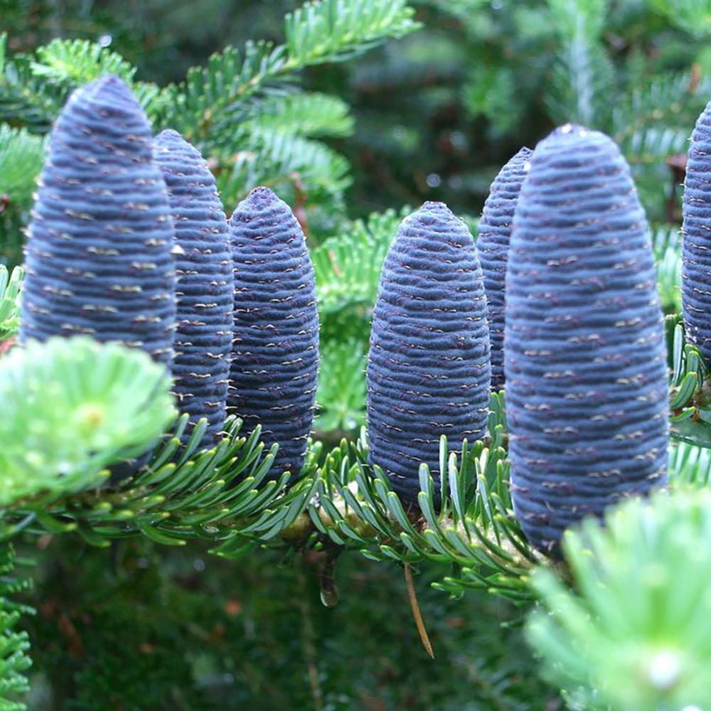 Brad Corean Blue Emperor (Abies)