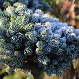 Brad Corean Kohouts Icebreaker (Abies)