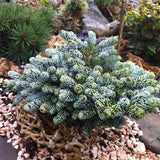 Brad Corean Kohouts Icebreaker (Abies)