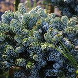 Brad Corean Kohouts Icebreaker (Abies)