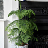 Brad de Camera (Araucaria Heterophylla) - 100 cm