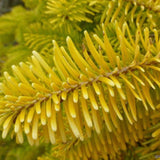 Brad Nordmann Auriu Golden Spreader (Abies Nordmanniana aurea)