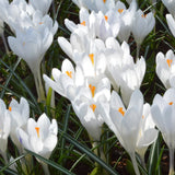 Branduse mov, roz sau alb (Crocus) - ghiveci cu 3 bulbi